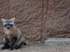 20090502 SanDiegoWildlifePark46.jpg